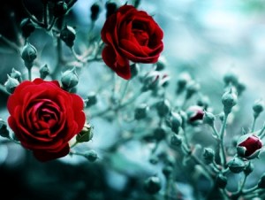 redroses